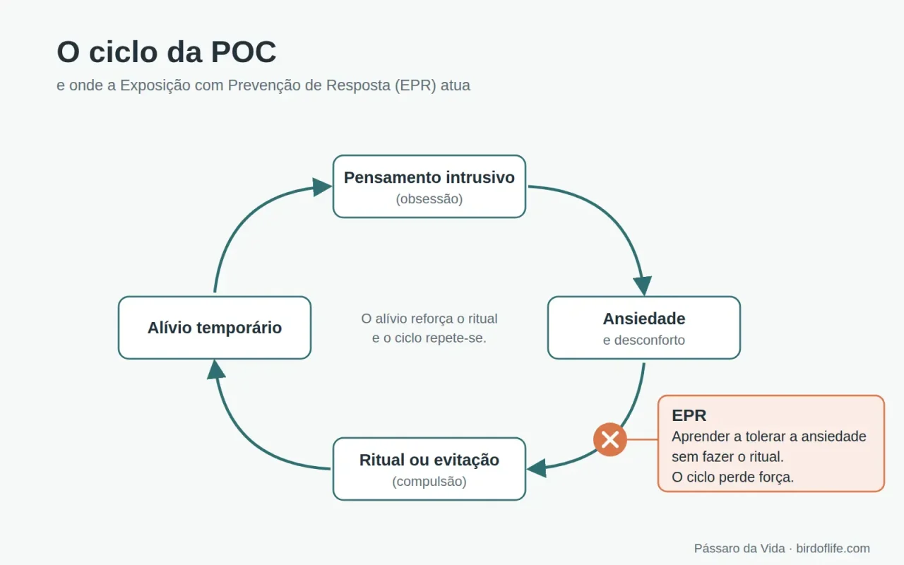 O ciclo da POC”. Texto alternativo: O ciclo da POC: obsessão, ansiedade, compulsão e alívio temporário, e onde a EPR atua